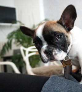 adopteren franse bulldog